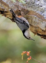 US NUTHATCH WHITE BREASTED (1).JPG