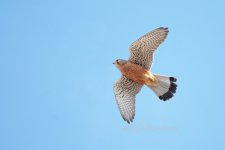 Kestrel-(234)-Los-Gigantes,-Part-of-flock-of-21-fbook.jpg