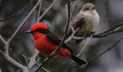 DSC04927 Vermillion Flycatcher @ Olivar.jpg