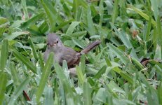 DSC04966 Southern Beardless Tyrannulet @ Olivar.jpg