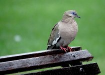 DSC04938 West Peruvian Dove @ Olivar.jpg