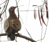 DSC04971 Eared Dove @ Olivar.jpg