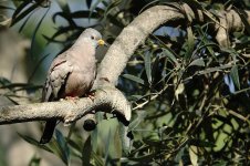 DSC05187 Croaking Ground Dove @ Olivar.jpg