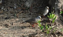 DSC05165 Croaking Ground Dove @ Olivar.jpg