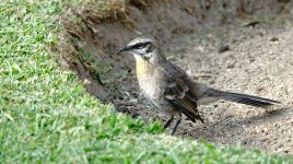 DSC05142 Long-tailed Mockingbird @ Olivar.jpg