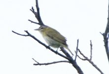 Vireo-olivaceus-(-a-confirmar)-102971.jpg