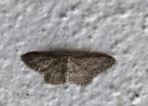 Moth4.jpg
