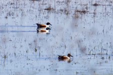 Northern Shoveler (1).jpg