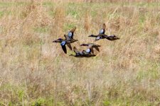 Blue-Winged Teal (3).jpg