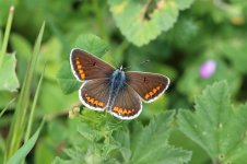 Brown Argus it 1.jpg