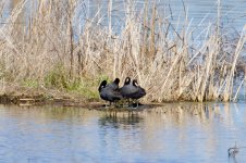 American Coot.jpg