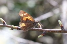 Nettle-tree Butterfly it 1.jpg