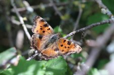 Large Tortoiseshell it 1.jpg