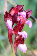 Butterfly Orchid it 1.jpg