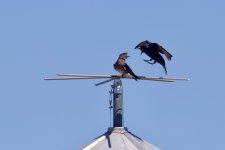 Purple Martin.jpg