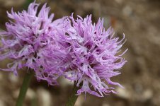 Naked Man Orchid it 1.jpg