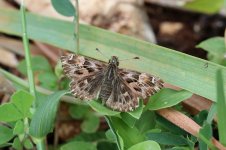 Mallow Skipper it 1.jpg