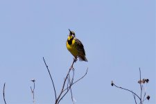 Eastern Meadowlark (1).jpg