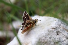 Red-underwing Skipper it 1.jpg