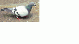 Rock Dove.gif