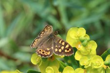 Speckled Wood it 1.jpg