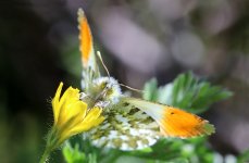 Orange Tip it 1.jpg