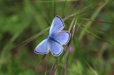 Green-underwing Blue it 2.jpg