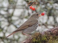 hermit thrush (2).jpg