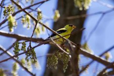 American Goldfinch.jpg