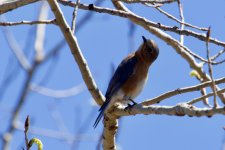 Eastern Bluebird (female).jpg