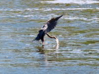 Water landing & capture.jpg