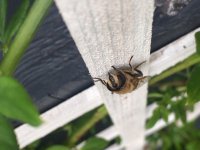 Eristalis tenax 1.JPG