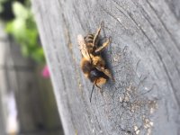 Leafcutter Bee sp 2.JPG