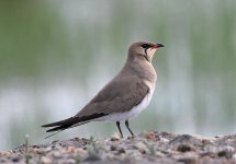 Collared Pratincole_9187.jpg