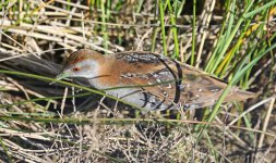 Baillon's Crake_9288.jpg