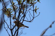 Algarve warbler.jpg