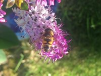 Eristalis tenax 3.JPG