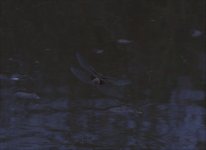 Dragonfly a 17.07.19.jpg