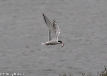 Common Tern-8027.jpg