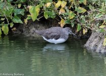 Green Sandpiper-8037.jpg