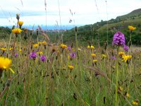 Pyramidal orchids and wild flowers Minera Quarry.jpg