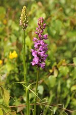 Marsh Fragrant orchid Minera 3.JPG