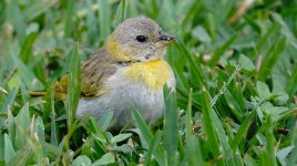 DSC04980 Saffron finch @ Olivar.jpg