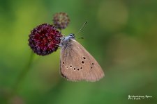 Dusky large blue-Maculinea nausithous.JPG