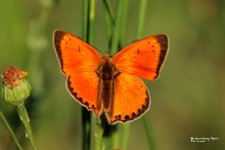 Scarce copper-wildlife report cantabrian mountains.JPG