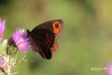 Chapman's ringlet- wildlife report Cantabrian mountains.JPG