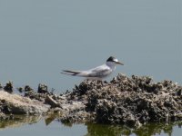 Little Tern 113 reduced.jpg