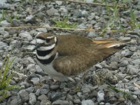 killdeer.jpg