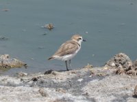 Kentish plover 119 reduced.jpg