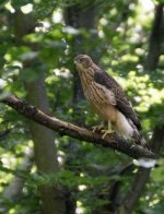 Tiergarten goshawk.jpg